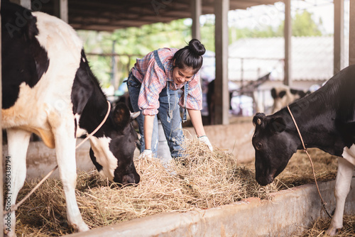 Asian young woman farmer working with hay for feeding cow in dairy farm, New generation agricultural farmer working in smart farm, Livestock and farm industry lifestyle.