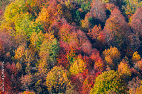 Various trees reflecting the different colours of autumn from the top