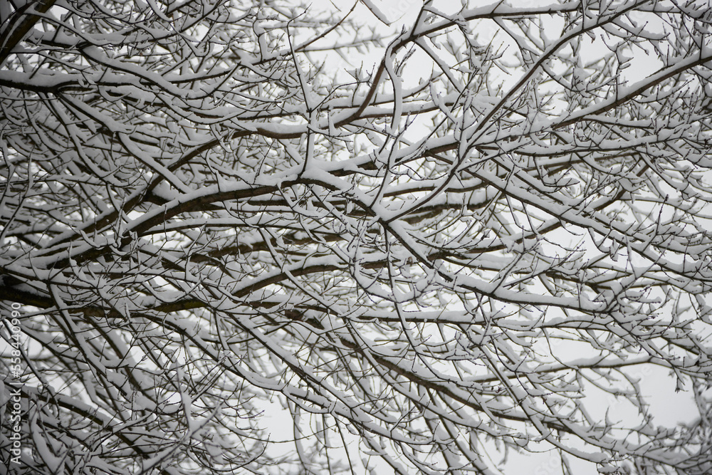 Winter tree branches with no folliage in the park. Winter tree branches with no folliage in the park.