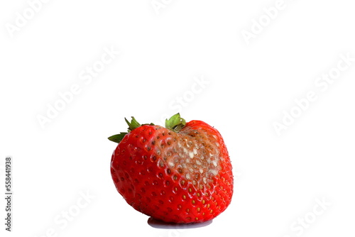 Rotten strawberry isolated on a white background. Concept: Pro GMO or not? photo