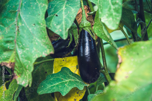 Clutivated eggplant in the garden photo