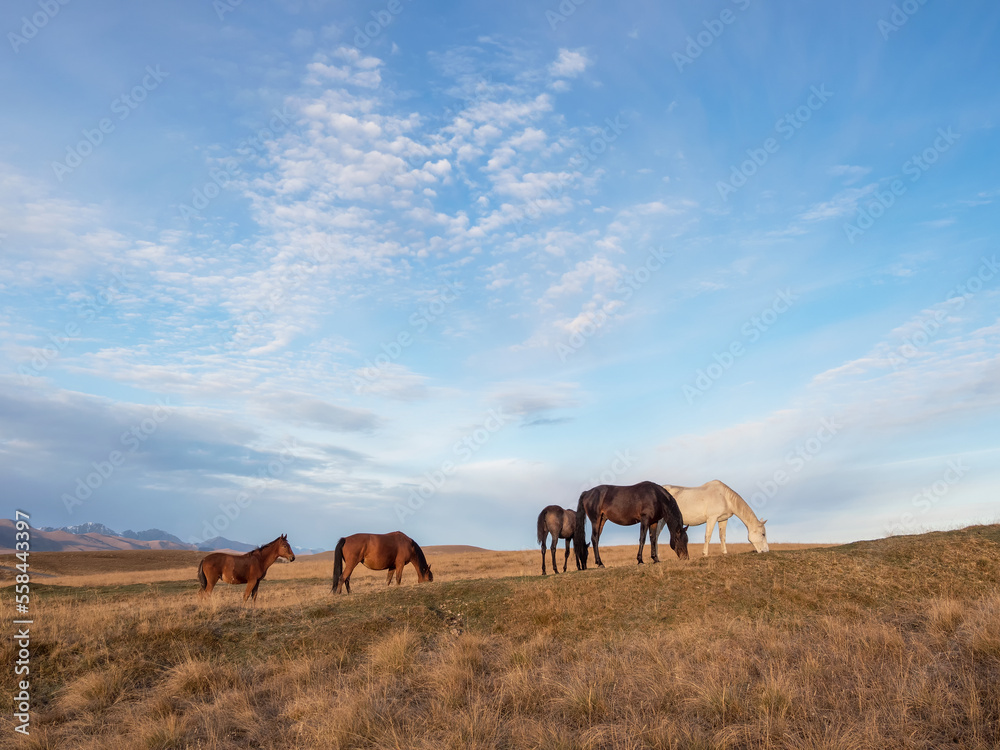 Herd of horses on a mountain pasture. Beautiful horses in an autumn meadow poses against the background of a white snow-covered mountain. Herd of horses on a mountain pasture. Beautiful horses in an autumn meadow poses against the background of a white snow-covered mountain.