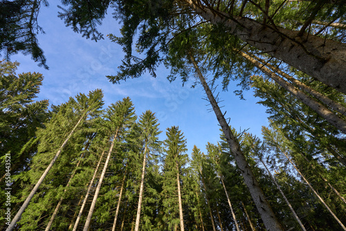 tall and healthy fir trees ...