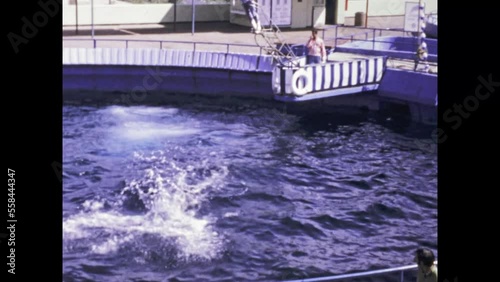 United States 1981, Marineland dolphin show photo