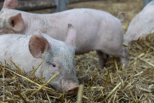 piglet in a farm in europe free range for meat selective focus background blur