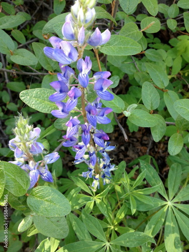 Wallpaper Mural Mountain Blue Lupine Torontodigital.ca