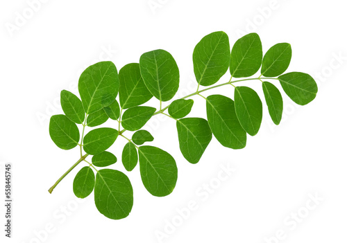 Moringa leaf isolated on transparent png photo