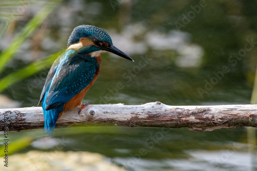 Common kingfisher sitting in the summer sun on a branch at Lakenheath Fen nature reserve in Suffolk, UK © Christopher Keeley