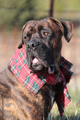 chien cane corso