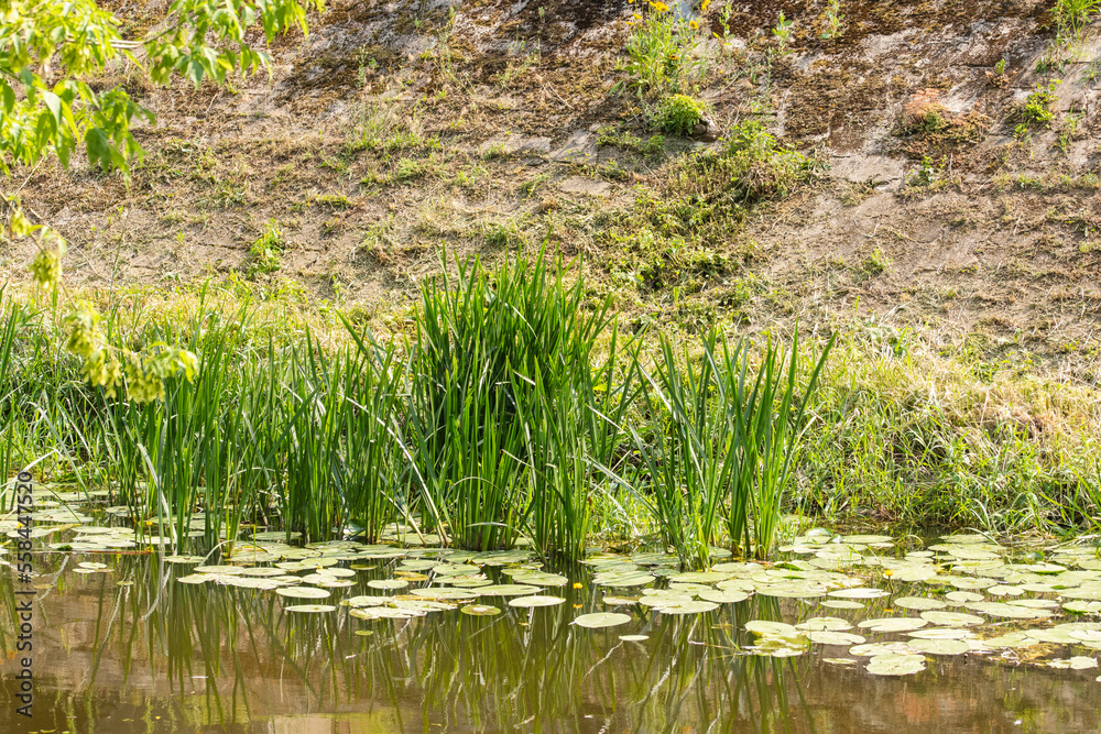 Duckweed leaves on the water and other aquatic plants on a sunny summer day. Summer. Duckweed leaves on the water and other aquatic plants on a sunny summer day. Summer.