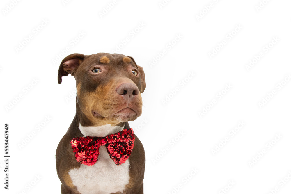 Mixed breed Staffordshire dog celebrating valentine's day, birthday or christmas. Isolated on white background