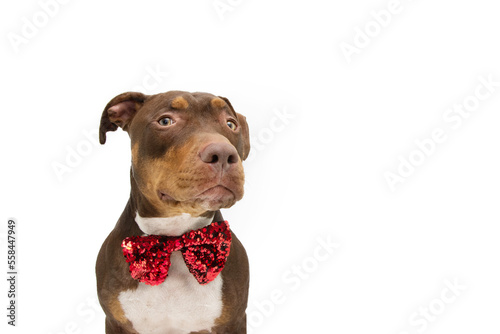 Mixed breed Staffordshire dog celebrating valentine s day  birthday or christmas. Isolated on white background