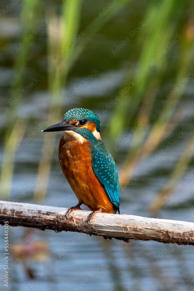 Close up shot of juvenile male common kingfisher sitting on a perch. At Lakenheath Fen nature reserve in Suffolk, UK Close up shot of juvenile male common kingfisher sitting on a perch. At Lakenheath Fen nature reserve in Suffolk, UK