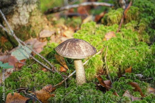 Boletus, illuminated by a ray of sun, growing in the forest among the moss