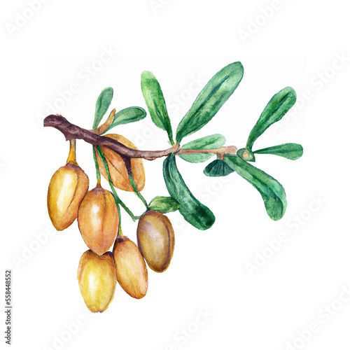 Argana, argan seeds isolated on white background. Hand drawn, watercolors created with generative Ai technology
