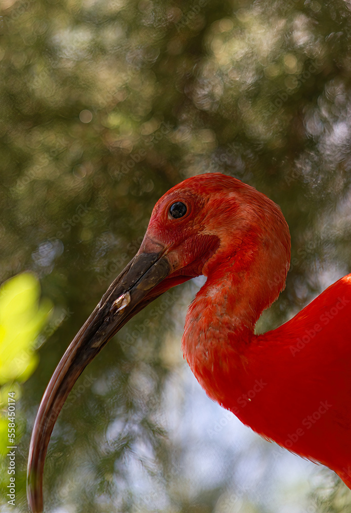 Naklejka premium Close-up of a scarlet ibis or red ibis. (Eudocimus ruber)