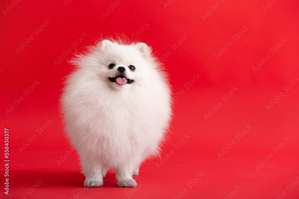 Dog breed Pomeranian spitz stands on a red background. Dog breed Pomeranian spitz stands on a red background.