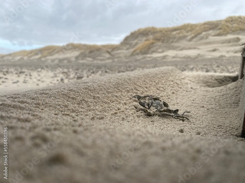 crab on the sand