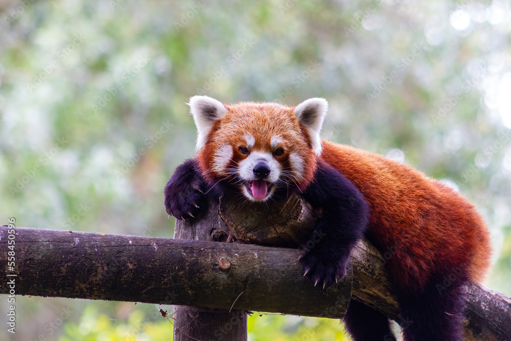 Cute red or lesser panda looking at the camera. (Ailurus fulgens). Cute red or lesser panda looking at the camera. (Ailurus fulgens).