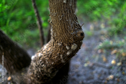 A fallen tree is rotting in the middle of the forest