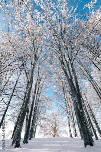 Scenic image of beech trees...