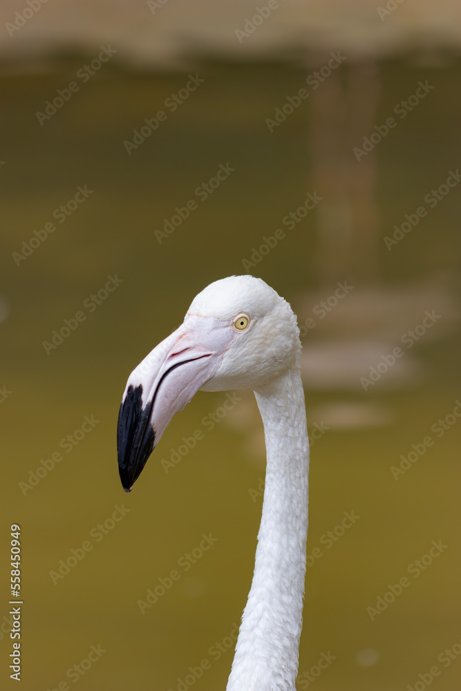 Obraz premium Close-up of the head of a pink flamingo (Phoenicopterus roseus).