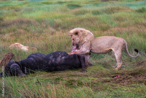 Lion Eating Cape Buffalo