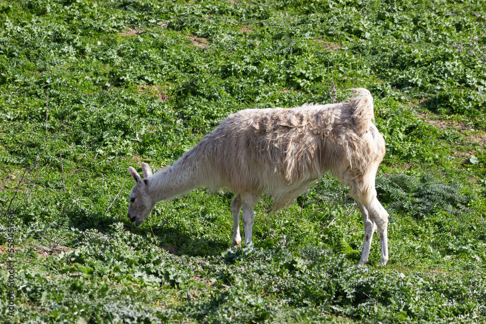 South American llama grazing in an animal reserve (Lama glama). South American llama grazing in an animal reserve (Lama glama).