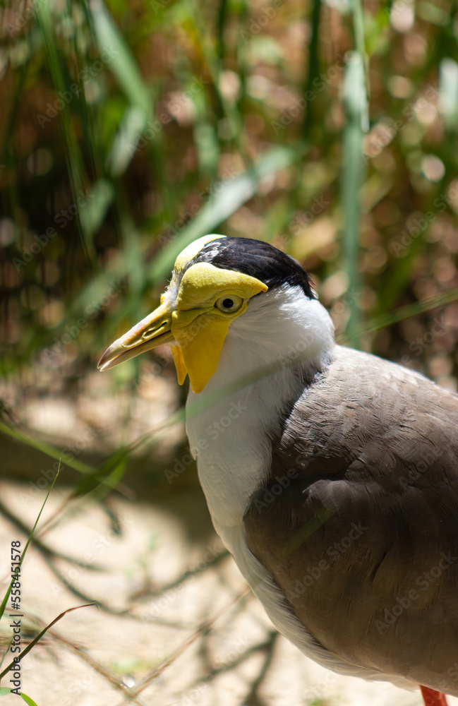 Close up of a Lapwing masked. (Vanellus miles) Close up of a Lapwing masked. (Vanellus miles)