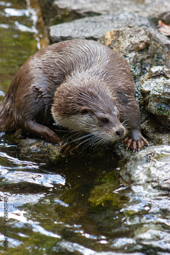 European otter searching for food in a river (Lutra lutra lutra).