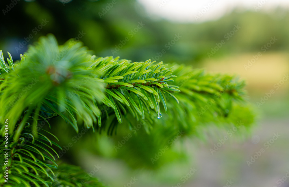 Green soft spruce branch close up in soft daylight. nature background