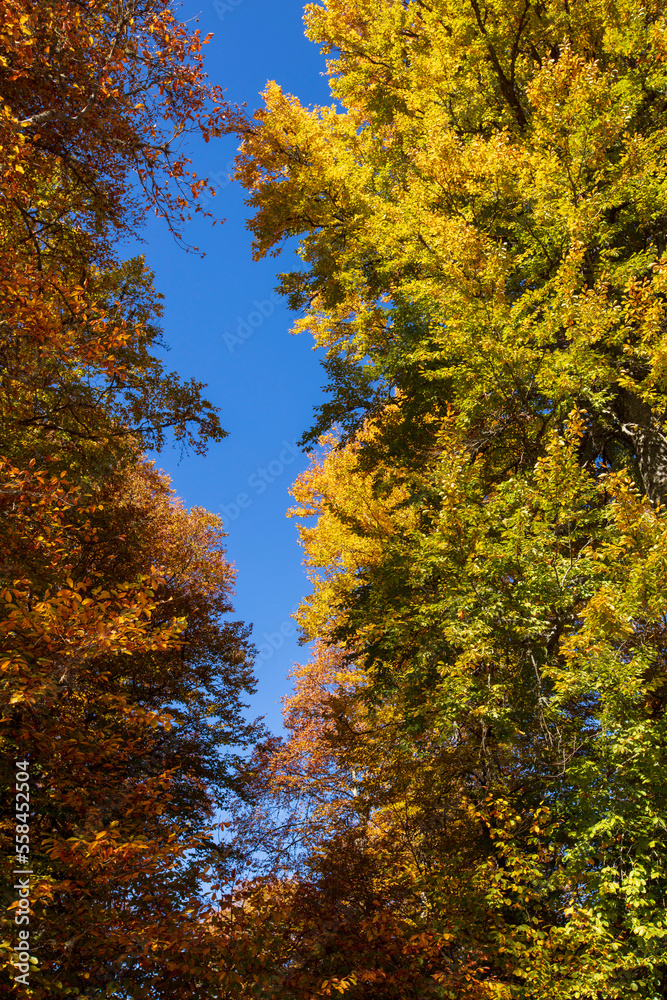 Naklejka premium forest and autumn colors image