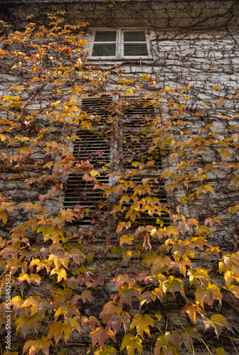 Window in the wall covered with ivy and leaves
