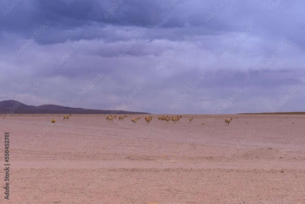 landscape in the desert, with vicunas 