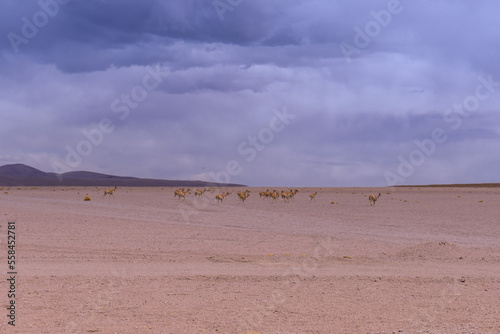 landscape in the desert, with vicunas 