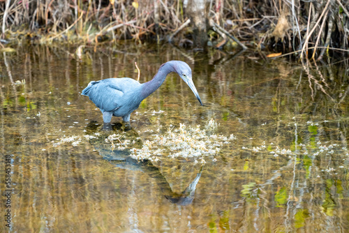 Little Blue Heron bird  also known as an Indian Hen  wades in the water at the Merritt Island National Wildlife Refuge in Florida