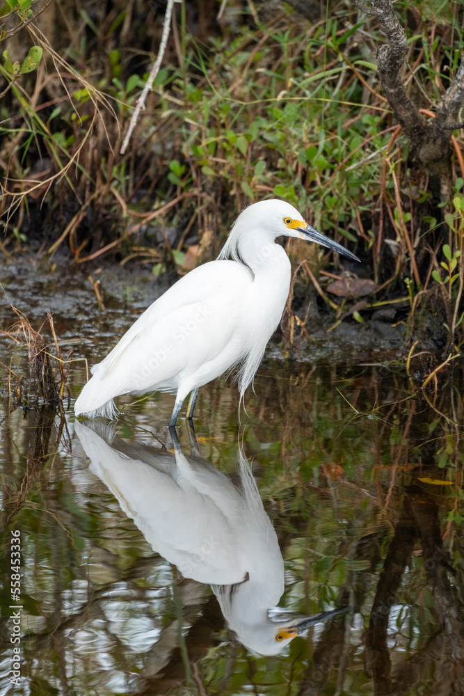 Snowy Egret bird wades in the calm water of the Merritt Island National Wildlife Refuge in Florida Snowy Egret bird wades in the calm water of the Merritt Island National Wildlife Refuge in Florida