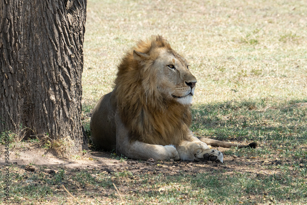 A Lion in Tanzania