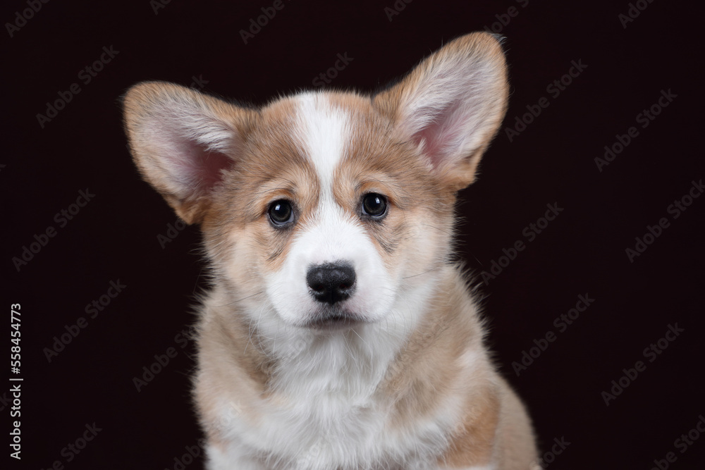 Cute little puppy on a brown background. Funny Pembroke Welsh Corgi Puppy