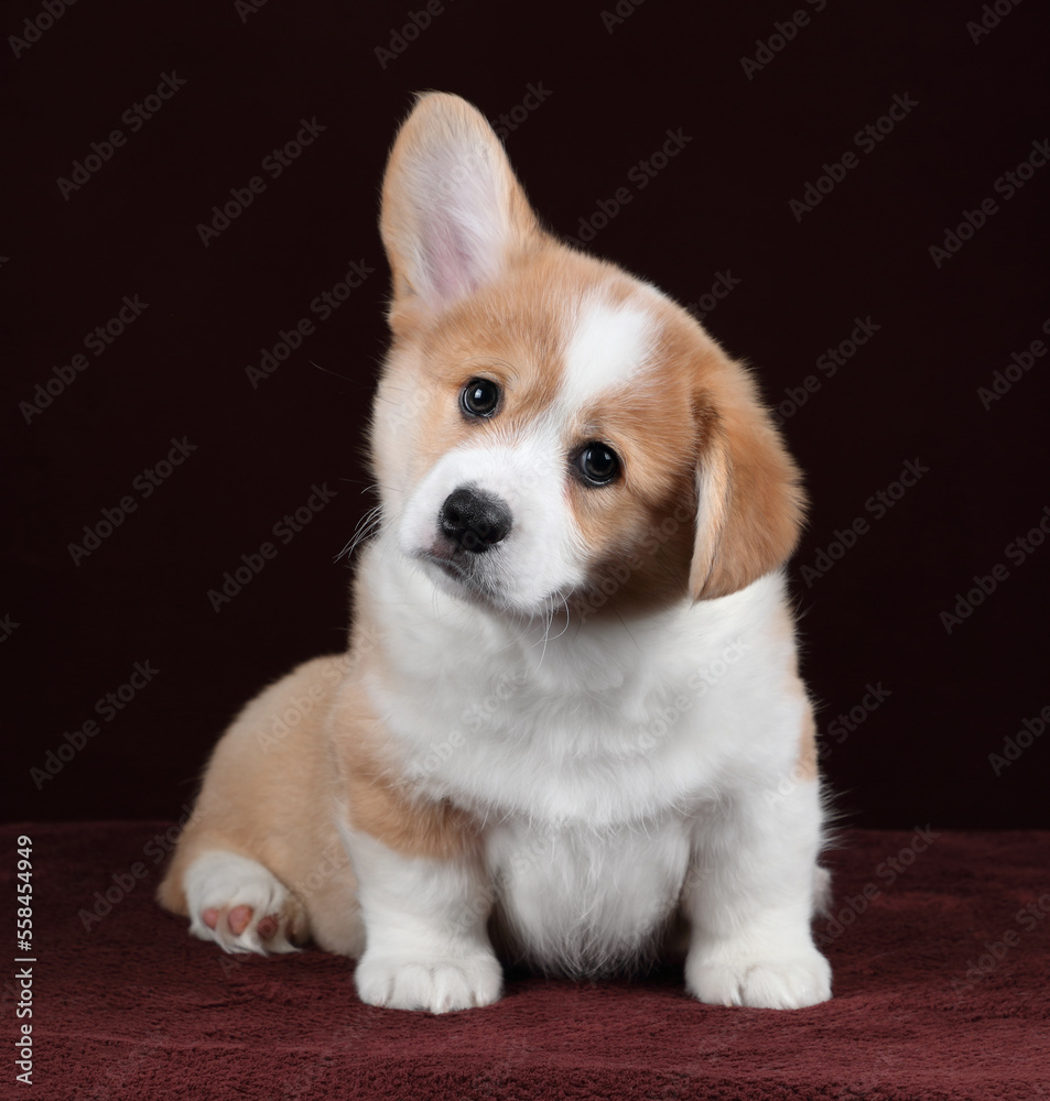 Cute little puppy on a brown background. Funny Pembroke Welsh Corgi Puppy
