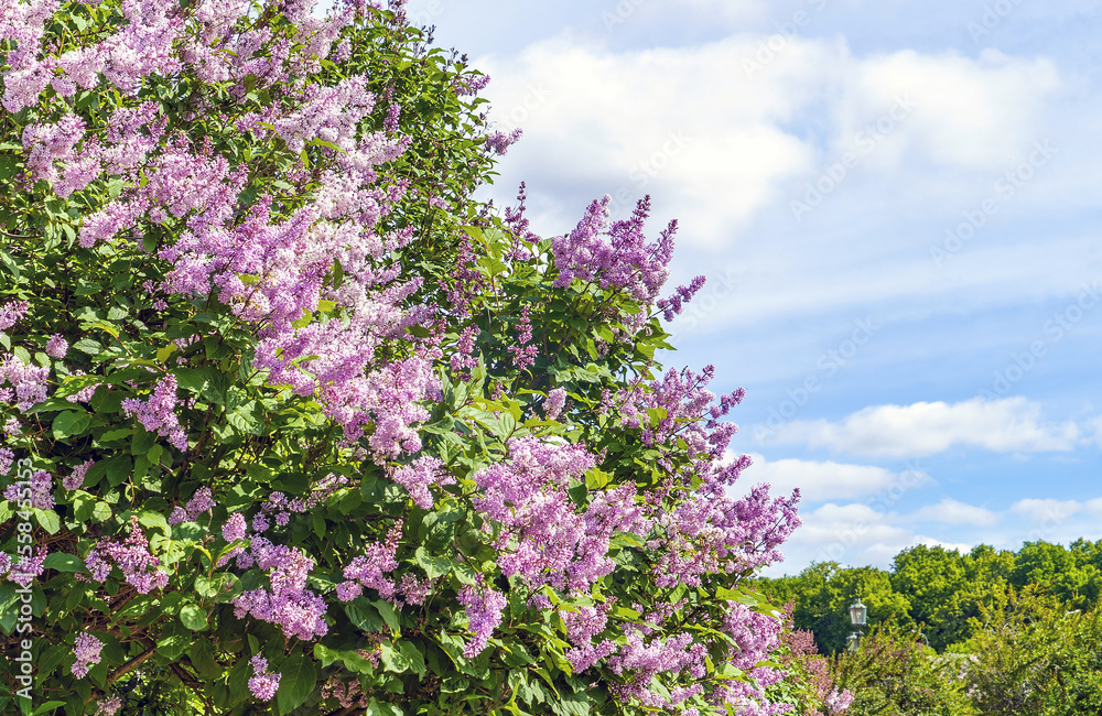 Bushes of blooming lilac against the blue sky .