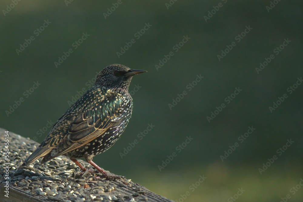 This pretty little starling is sitting perched on the railing of my deck among all this birdseed. Some think of these as a nuisance bird, but I think they are beautiful. I love their white speckles. This pretty little starling is sitting perched on the railing of my deck among all this birdseed. Some think of these as a nuisance bird, but I think they are beautiful. I love their white speckles.