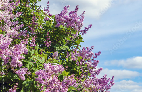 Bushes of blooming lilac against the blue sky .
