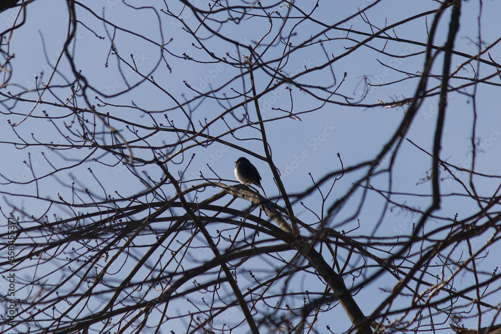 This cute little dark-eyed junco or snowbird depending on how you know them is sitting here perched in this tree. The tree does have any leaves due to the winter season in Pennsylvania. This cute little dark-eyed junco or snowbird depending on how you know them is sitting here perched in this tree. The tree does have any leaves due to the winter season in Pennsylvania.