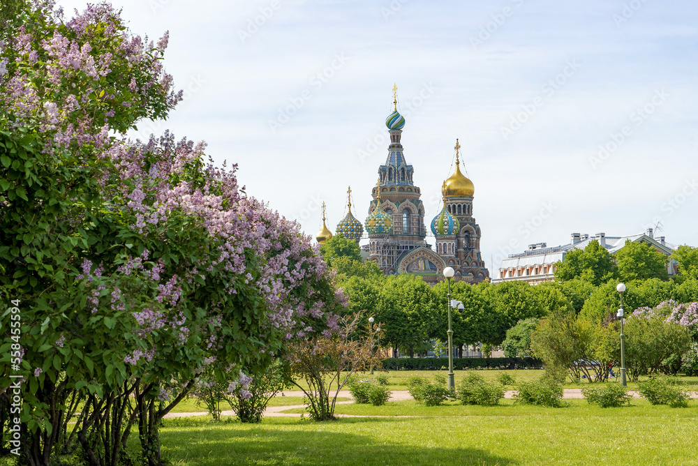 Lilac bushes with a view of the Church of the Savior on Spilled Blood from the Field of Mars.