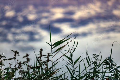 colorful reed against the blue sky