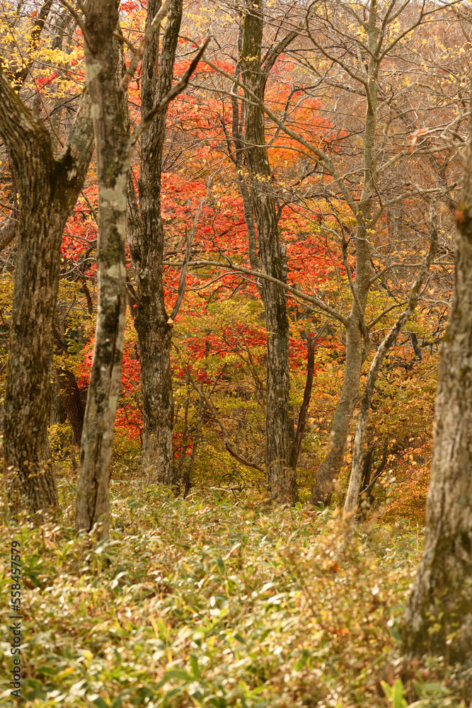 日本の紅葉と木々
