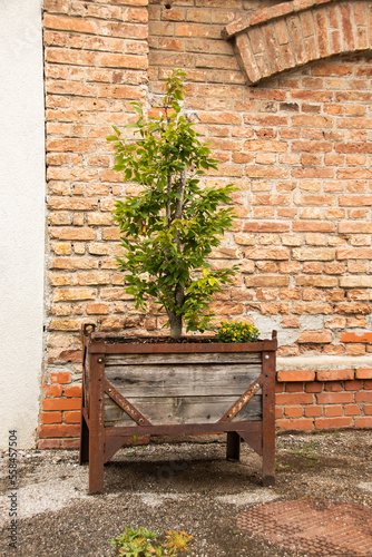 Plant in wooden corten container