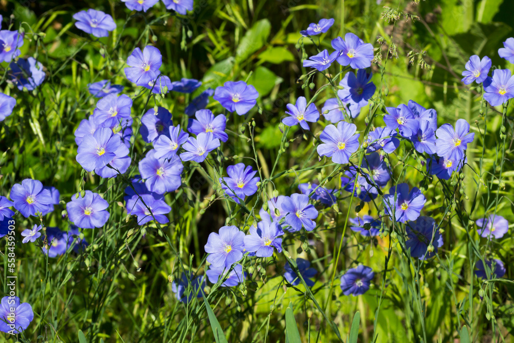 The perennial flax (lat. Linum perenne), of the family Linaceae. Central Russia. The perennial flax (lat. Linum perenne), of the family Linaceae. Central Russia.