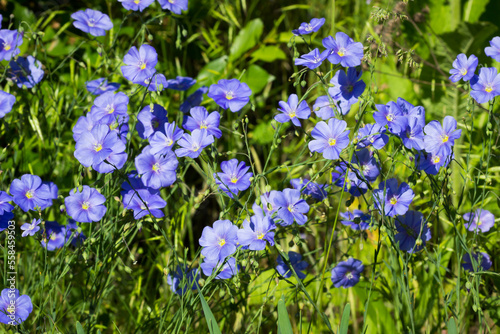 The perennial flax (lat. Linum perenne), of the family Linaceae. Central Russia.